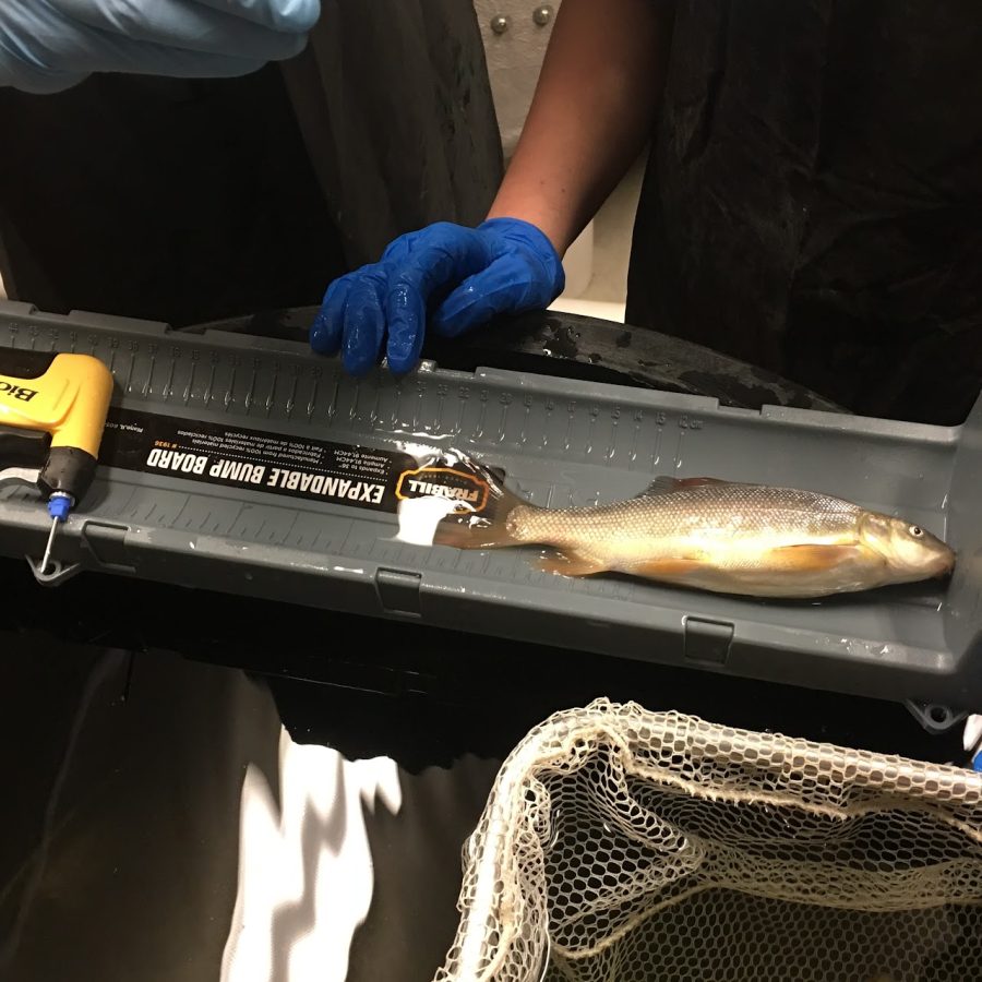 Students measuring the fish as part of their daily routine. Photo provided by Patrick Steele. 