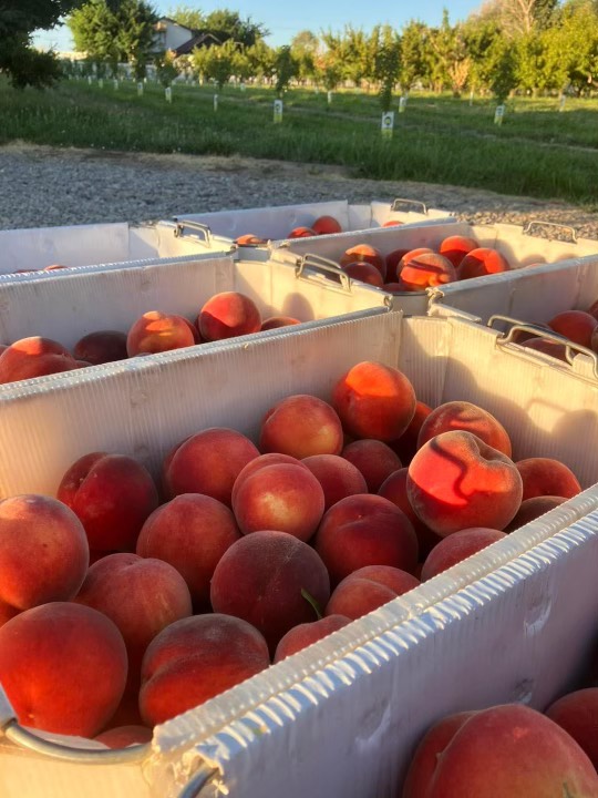 Fresh Palisade peaches from Mosher-Talley Orchard. 
Photo provided by Mrs. Talley.