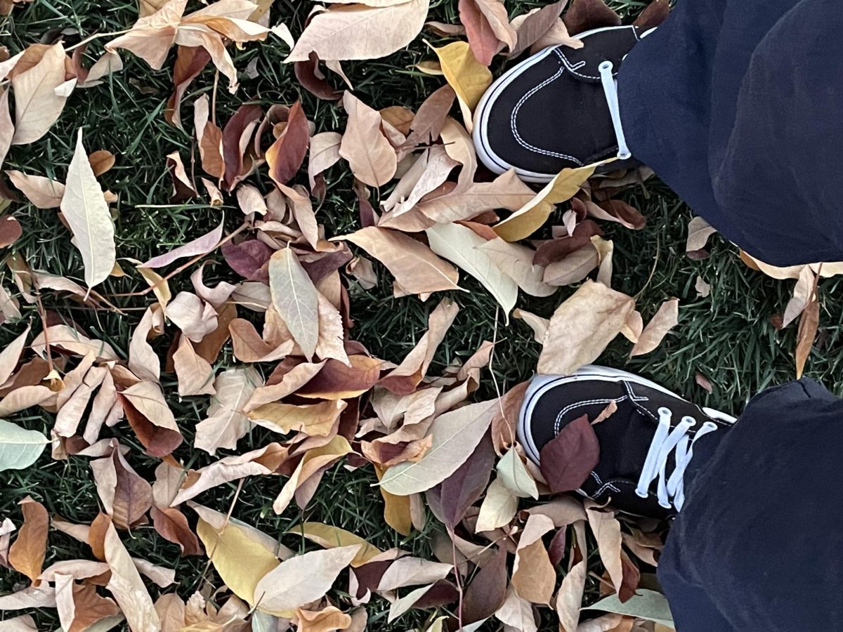 A pair of shoes in the Autumn leaves 
