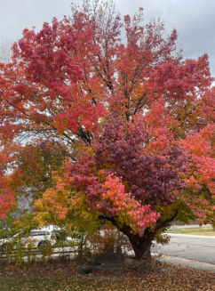  Autumn time tree
Provided by: Shaylynn Wing 
