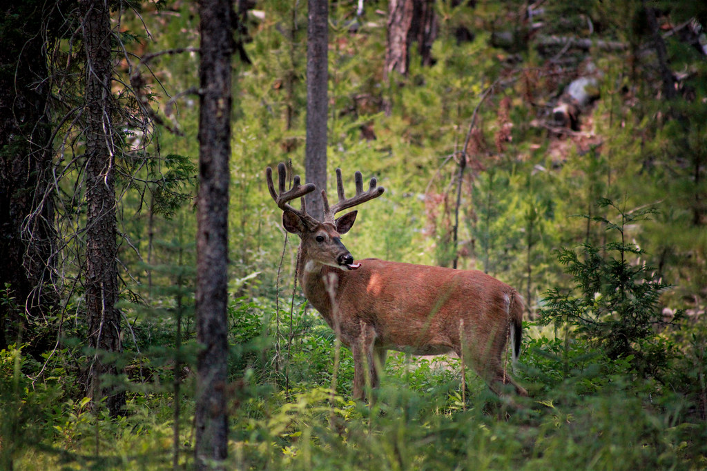 A white-tailed deer which is a notable impact in the film. Photo by @GlacierNPS on Flickr. 