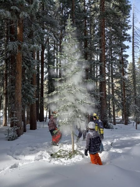 Christmas Tree Found on the Grand Mesa